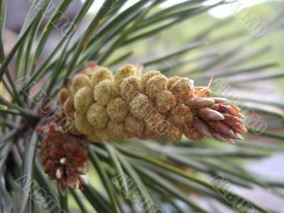 Young branch of the pine tree