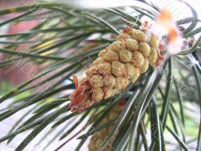 Young branch of the pine tree