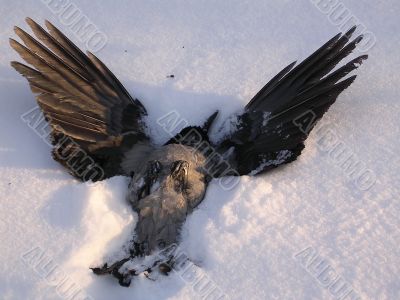Dead crow