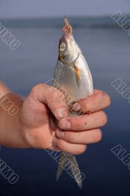 Fish on a hook