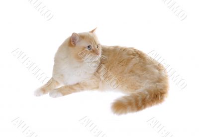 regdoll cat