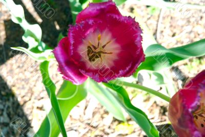 flower