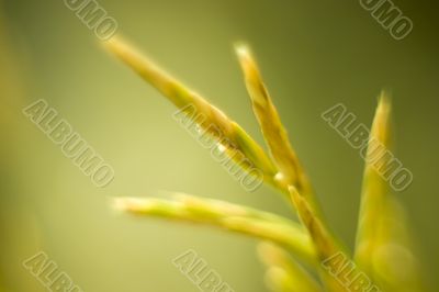 Abstract grass