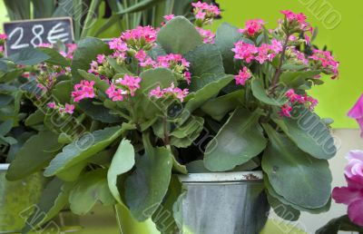 Kalanchoe