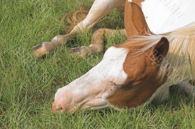 A Horse