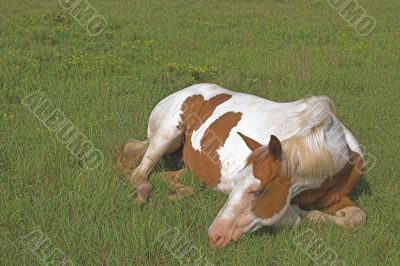 A Horse