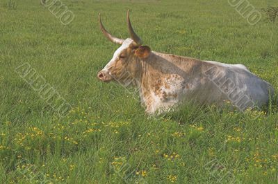 Longhorn Steer