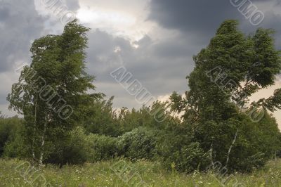 Summer Storm