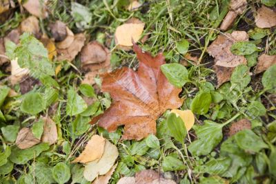 Maple leaf