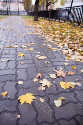 Autumn road