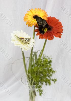 Butterflies and flowers