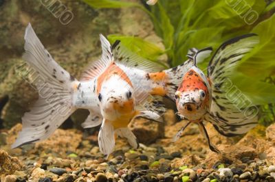 Sight of Goldfish