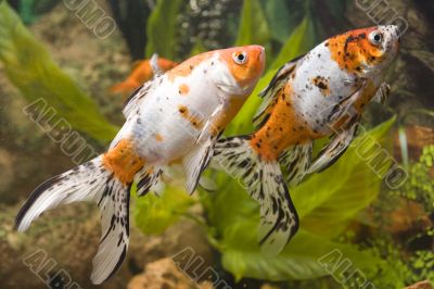 Two Goldfish