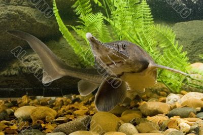 Sturgeon