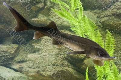 Sturgeon