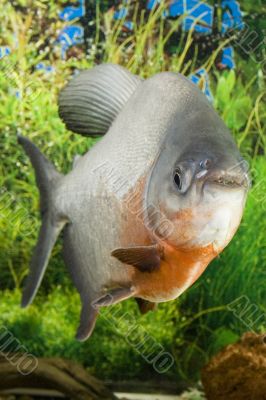 Large Paku fish