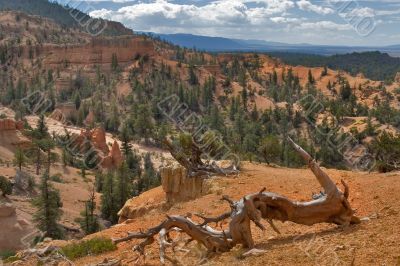 The dried up tree