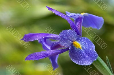 Beautiful flower.