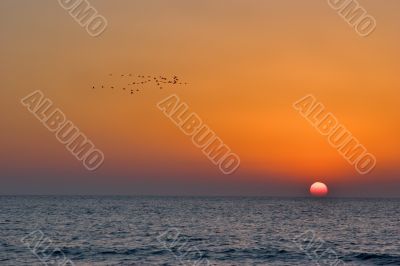 Birds of passage