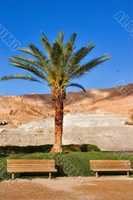 Lonely palm tree.