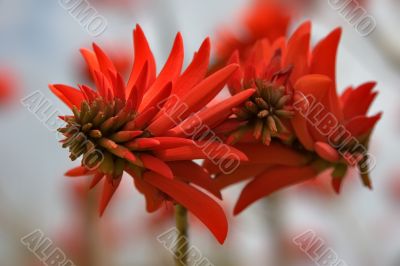 Red flower