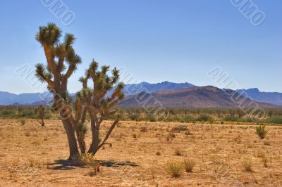 Cactus in desert