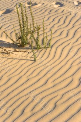 Sharp shadows on sand.