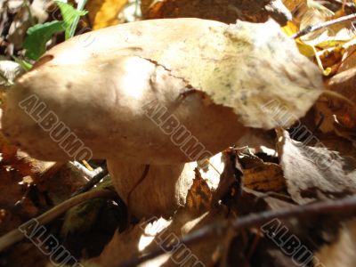 Mushroom