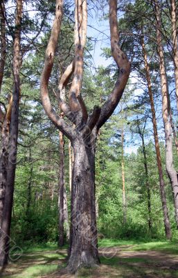 A tree is a monster