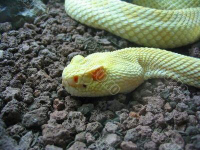 Crotalus atrox