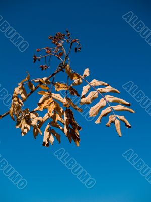 Dry Nature