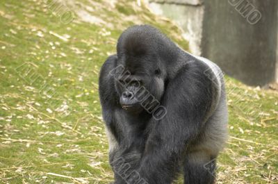 Silverback Gorilla
