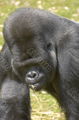 Silverback Gorilla