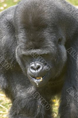 Silverback Gorilla
