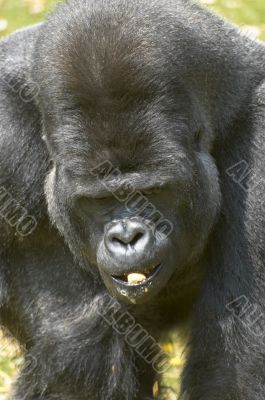 Silverback Gorilla