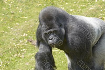 Silverback Gorilla