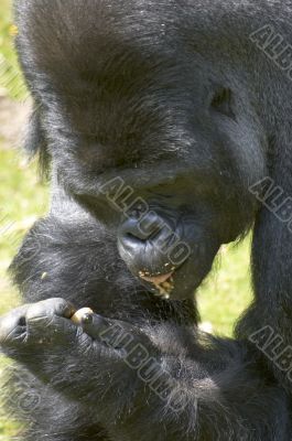 Silverback Gorilla