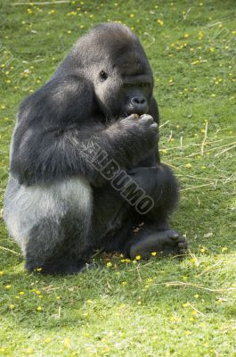 Silverback Gorilla
