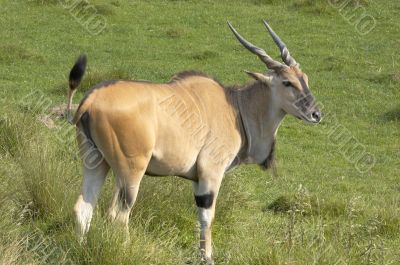 Eland antelope