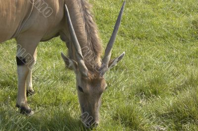 Eland antelope