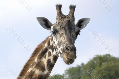 Giraffe