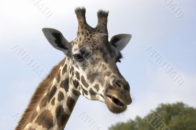 Giraffe