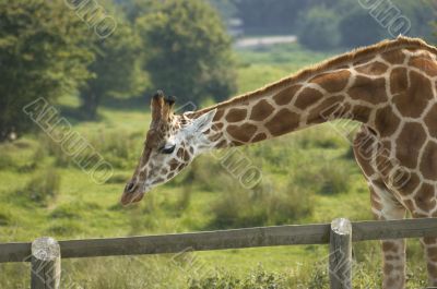 Giraffe
