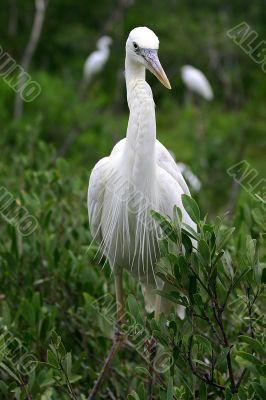 White Heron 3