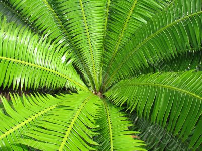 Open Green Fern Leaf Background