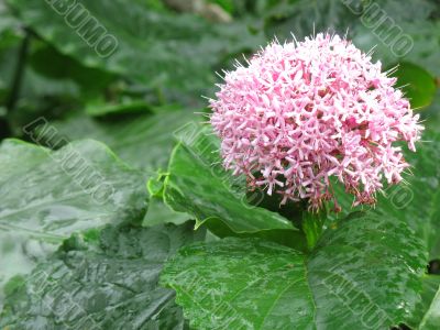 Single branch of pink flowers