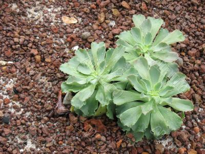 Green Plant on Gravel Floor