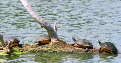 Turtles Resting