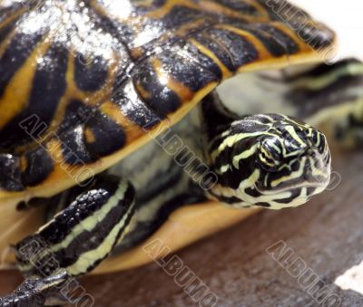 Turtle Head