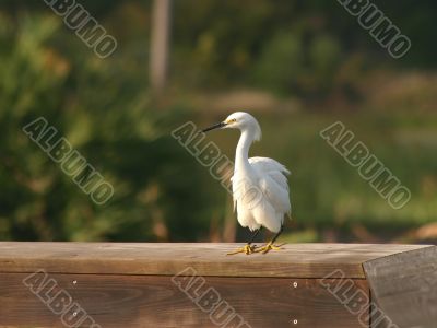 Tropical Bird